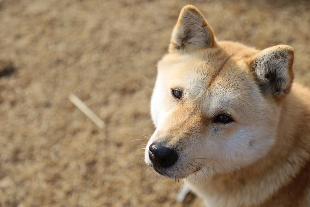 Le pedigree du chien Jindo passe à la blockchain, avec un système DID prévu cette année
